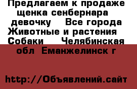 Предлагаем к продаже щенка сенбернара - девочку. - Все города Животные и растения » Собаки   . Челябинская обл.,Еманжелинск г.